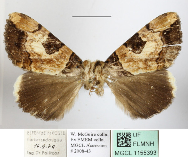 /filer/webapps/moths/media/images/M/macrosema_Tolna_A_MGCLa_01.JPG