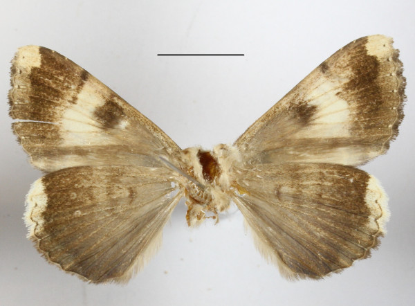 /filer/webapps/moths/media/images/M/macrosema_Tolna_A_MGCLb_01.JPG
