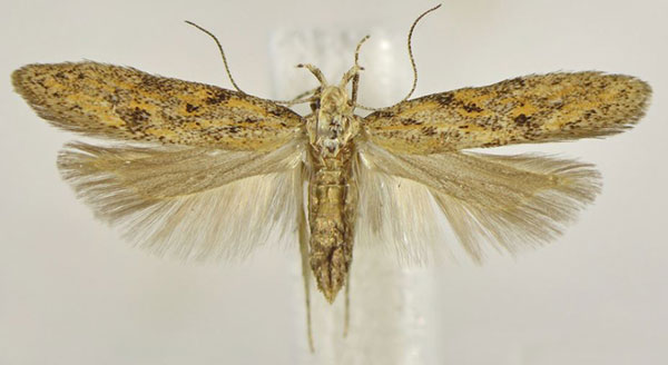 /filer/webapps/moths/media/images/M/macrosignella_Athrips_HT_NHMUK.jpg