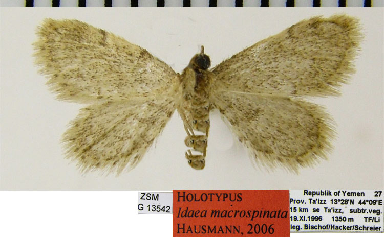 /filer/webapps/moths/media/images/M/macrospinata_Idaea_HT_ZSMa.jpg