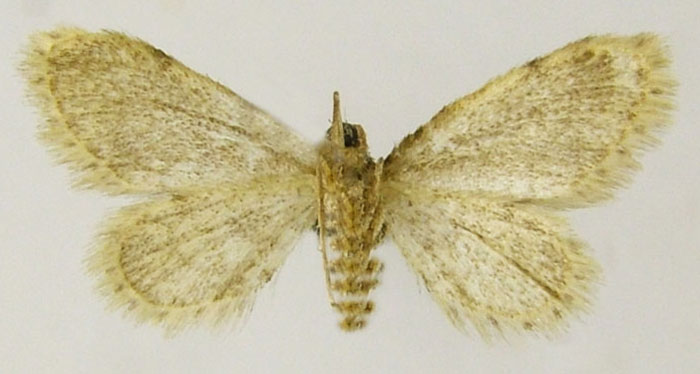 /filer/webapps/moths/media/images/M/macrospinata_Idaea_HT_ZSMb.jpg