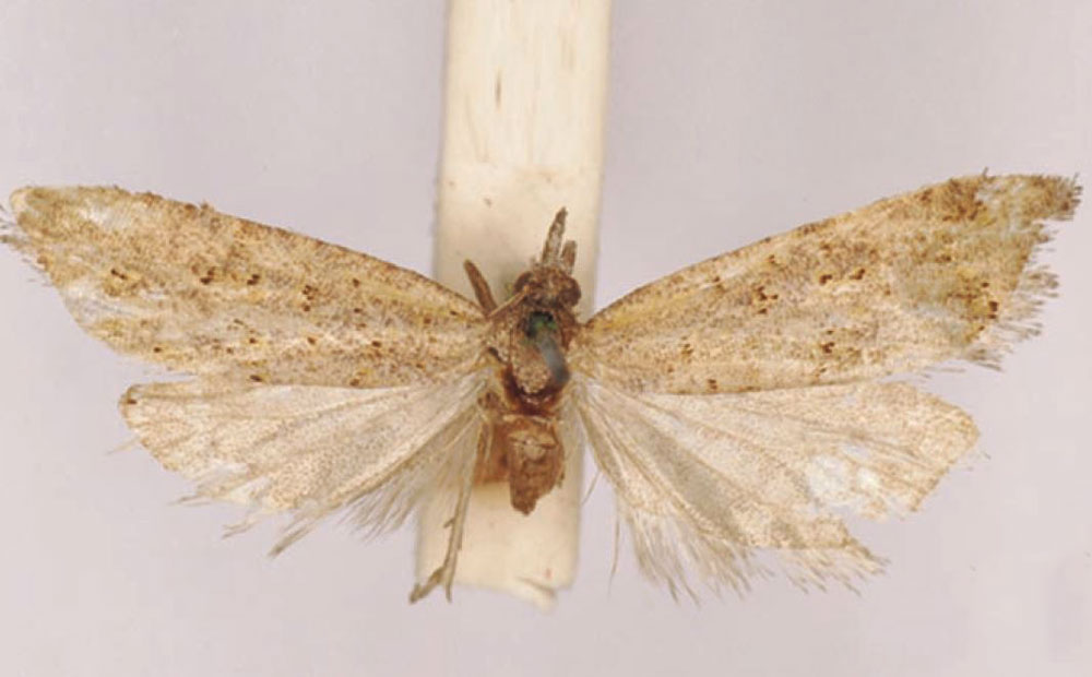 /filer/webapps/moths/media/images/M/macrostoma_Cnephasia_LT_SAMC.jpg