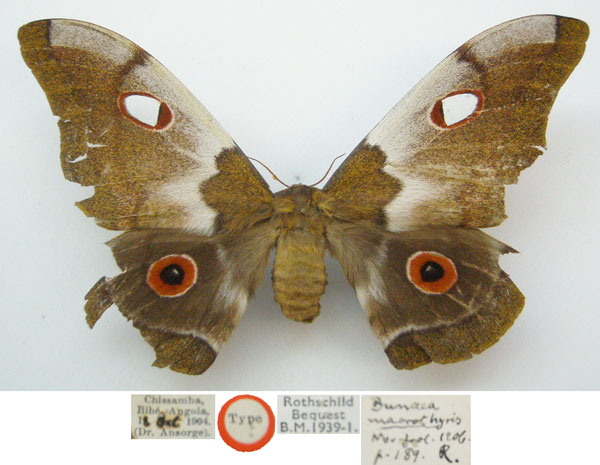 /filer/webapps/moths/media/images/M/macrothyris_Bunaea_HT_NHMUKa.jpg