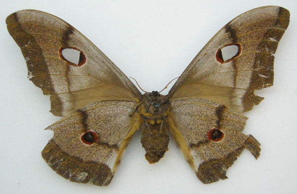 /filer/webapps/moths/media/images/M/macrothyris_Bunaea_HT_NHMUKb.jpg