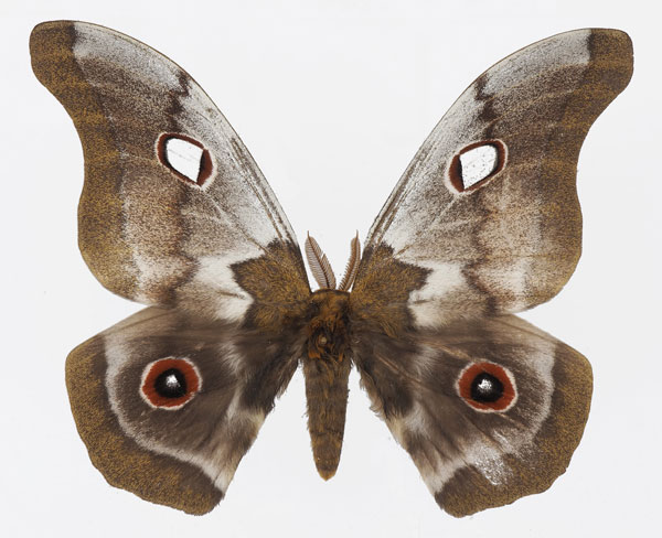 /filer/webapps/moths/media/images/M/macrothyris_Gonimbrasia_AM_Basquin.jpg