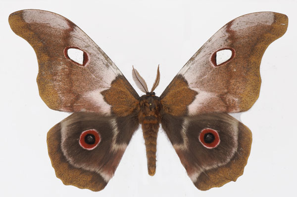 /filer/webapps/moths/media/images/M/macrothyris_Gonimbrasia_AM_Basquina.jpg