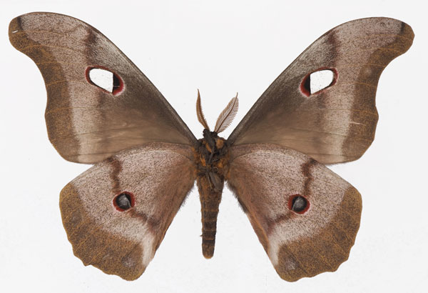 /filer/webapps/moths/media/images/M/macrothyris_Gonimbrasia_AM_Basquinb.jpg