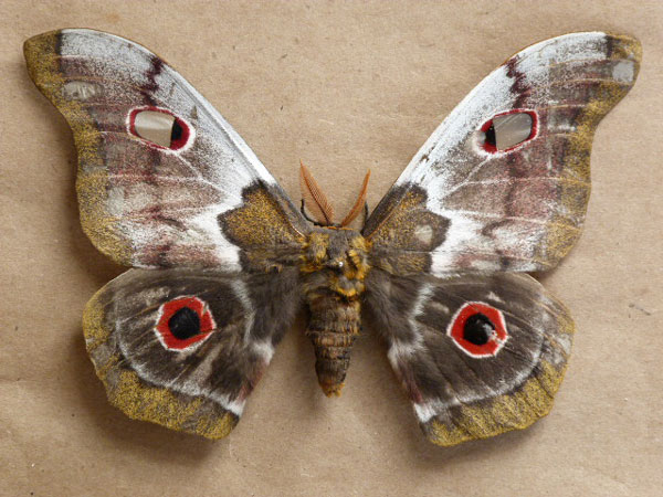 /filer/webapps/moths/media/images/M/macrothyris_Imbrasia_A_Butler.jpg