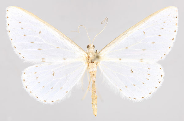 /filer/webapps/moths/media/images/M/macrotibia_Derambila_A_ZSM_01.jpg