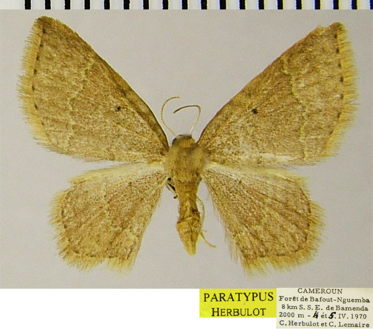 /filer/webapps/moths/media/images/M/macrozeta_Eois_PTF_ZSM.jpg
