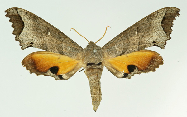 /filer/webapps/moths/media/images/M/maculalis_Gynoeryx_AF_Basquin.jpg