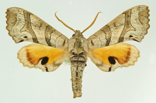 /filer/webapps/moths/media/images/M/maculalis_Gynoeryx_AM_Basquin.jpg