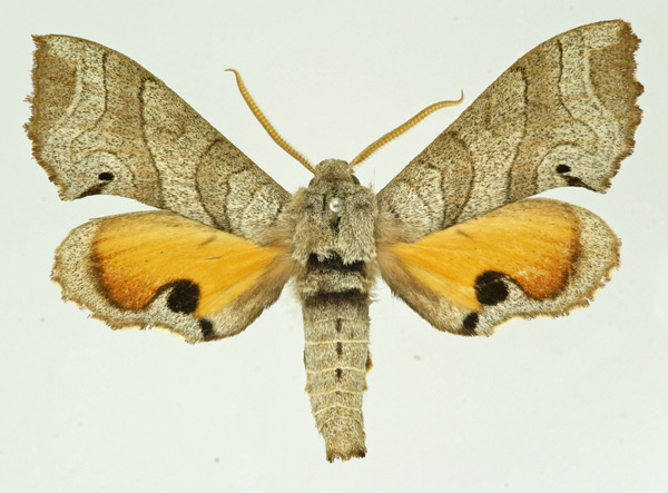/filer/webapps/moths/media/images/M/maculalis_Gynoeryx_AM_Basquin_01.jpg