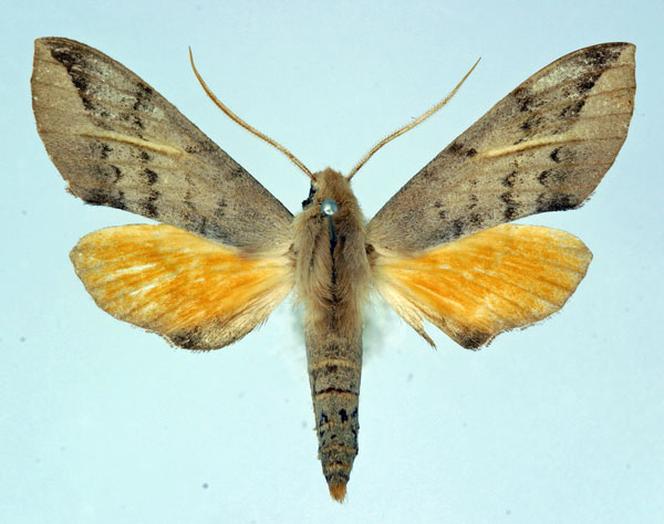 /filer/webapps/moths/media/images/M/maculalis_Malgassoclanis_AM_Basquin_01.jpg