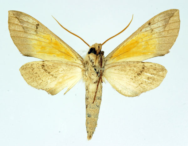 /filer/webapps/moths/media/images/M/maculalis_Malgassoclanis_AM_Basquin_02.jpg