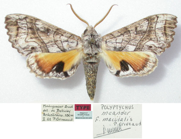 /filer/webapps/moths/media/images/M/maculalis_Polyptychus_HT_MNHN.jpg