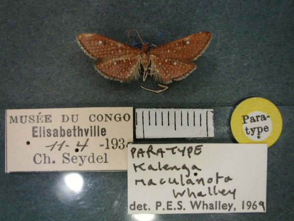 /filer/webapps/moths/media/images/M/maculanota_Kalenga_PT_RMCA_01.jpg