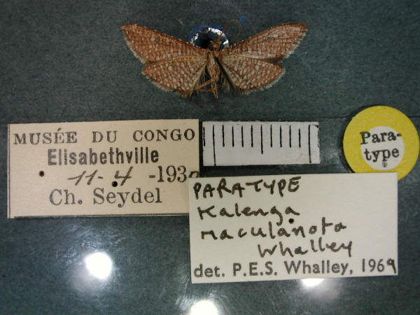 /filer/webapps/moths/media/images/M/maculanota_Kalenga_PT_RMCA_02.jpg