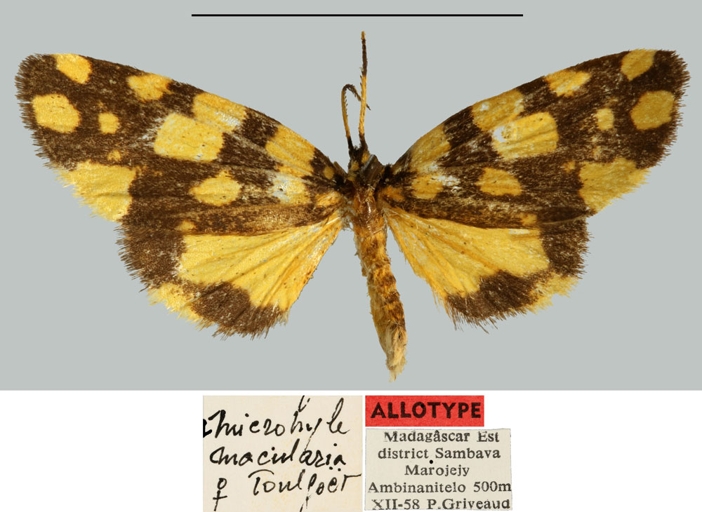 /filer/webapps/moths/media/images/M/macularia_Microhyle_AT_MNHN.jpg