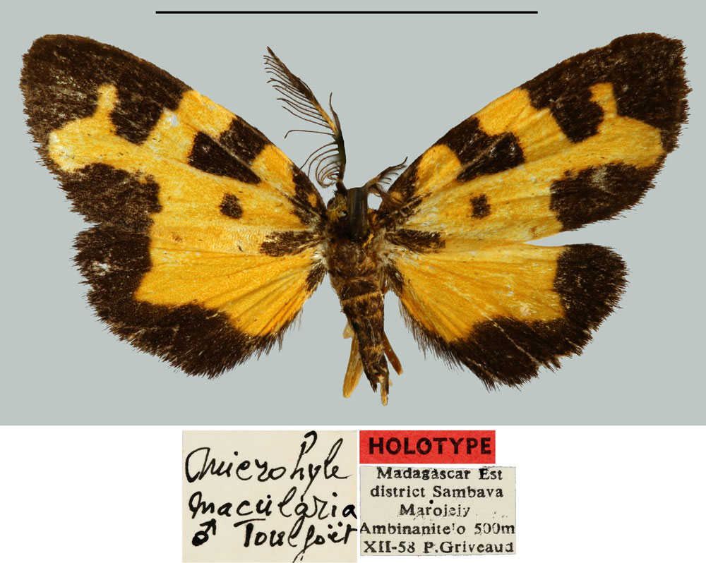 /filer/webapps/moths/media/images/M/macularia_Microhyle_HT_MNHN.jpg