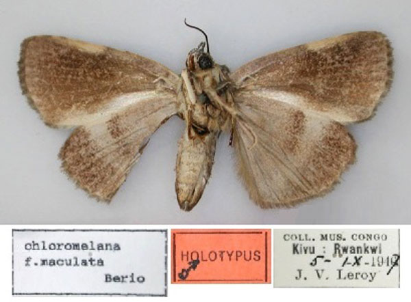/filer/webapps/moths/media/images/M/maculata_Blenina_HT_RMCA_02.jpg