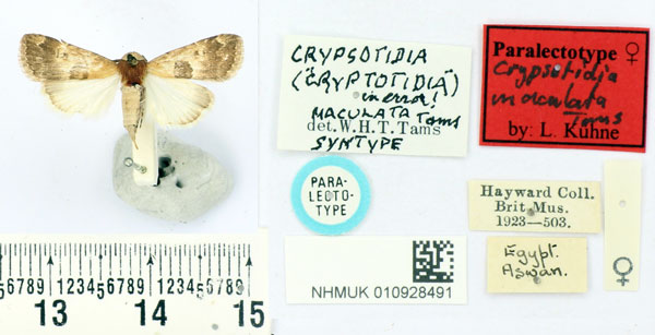 /filer/webapps/moths/media/images/M/maculata_Crypsotidia_PLT_BMNH.jpg