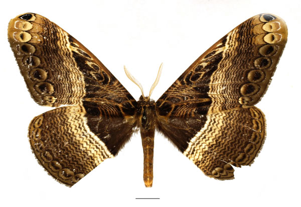 /filer/webapps/moths/media/images/M/maculata_Dactyloceras_AM_Basquin_01.jpg