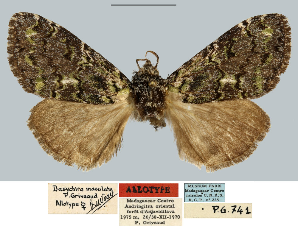 /filer/webapps/moths/media/images/M/maculata_Dasychira_AT_MNHN.jpg