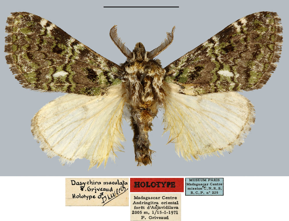 /filer/webapps/moths/media/images/M/maculata_Dasychira_HT_MNHN.jpg