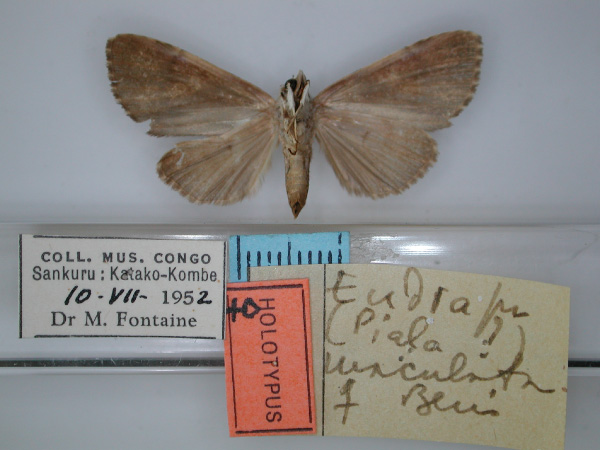 /filer/webapps/moths/media/images/M/maculata_Eudrapa_HT_RMCA_02.jpg