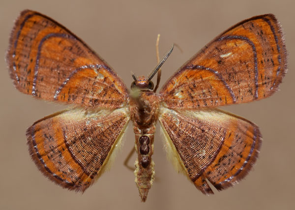 /filer/webapps/moths/media/images/M/maculata_Oaracta_AF_Butler.jpg