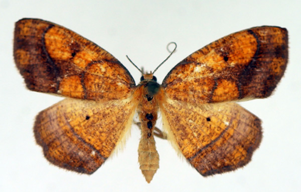 /filer/webapps/moths/media/images/M/maculata_Oaracta_AF_TMSA.jpg