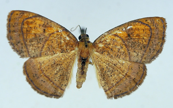 /filer/webapps/moths/media/images/M/maculata_Oaracta_AF_TMSA_02.jpg