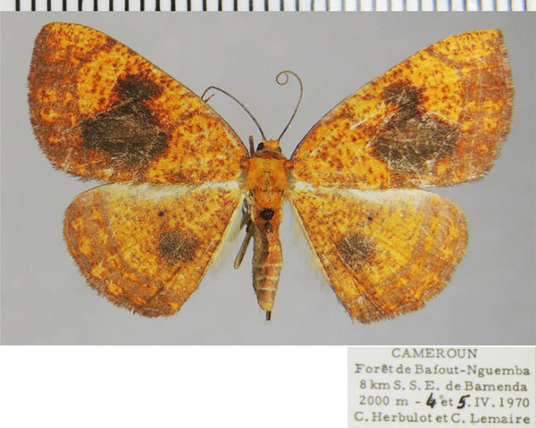 /filer/webapps/moths/media/images/M/maculata_Oaracta_AF_ZSM_01.jpg