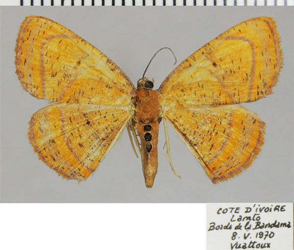 /filer/webapps/moths/media/images/M/maculata_Oaracta_AF_ZSM_02.jpg