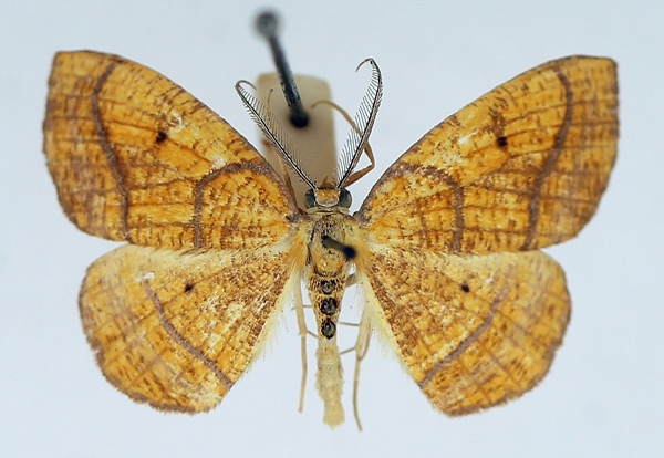 /filer/webapps/moths/media/images/M/maculata_Oaracta_AM_TMSA.jpg