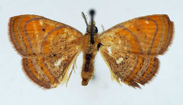 /filer/webapps/moths/media/images/M/maculata_Oaracta_AM_TMSA_02.jpg