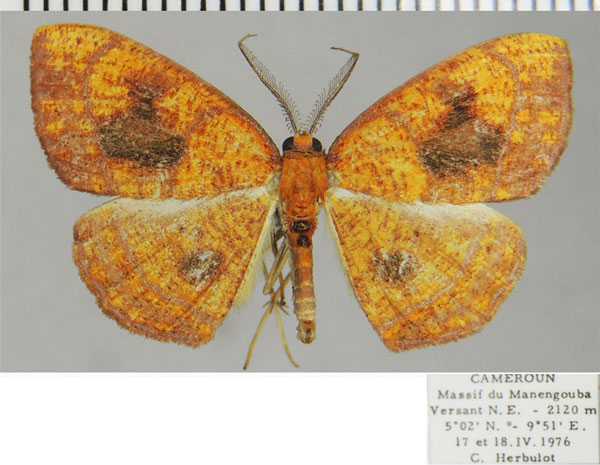 /filer/webapps/moths/media/images/M/maculata_Oaracta_AM_ZSMa.jpg