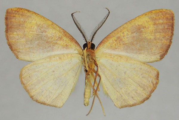 /filer/webapps/moths/media/images/M/maculata_Oaracta_AM_ZSMb.jpg