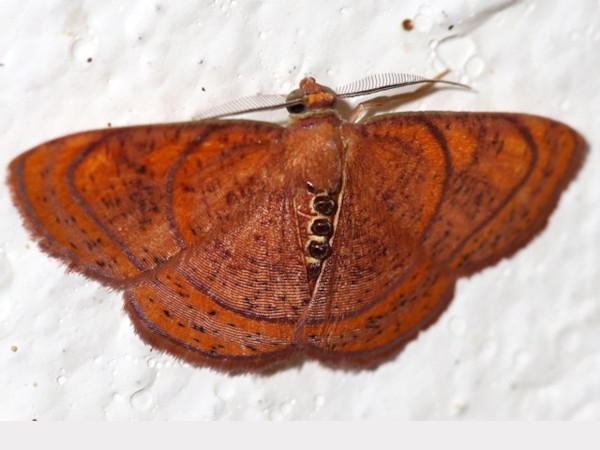 /filer/webapps/moths/media/images/M/maculata_Oaracta_A_Grimm.jpg