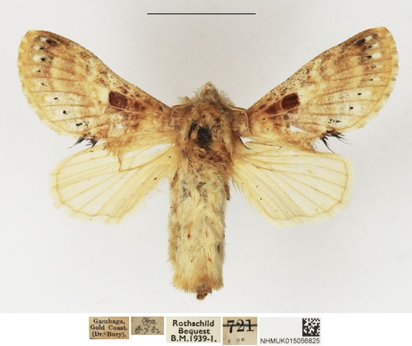 /filer/webapps/moths/media/images/M/maculata_Odontocheilopteryx_AF_NHMUK_01.jpg