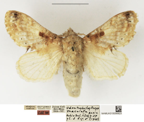 /filer/webapps/moths/media/images/M/maculata_Odontocheilopteryx_AF_NHMUK_02.jpg