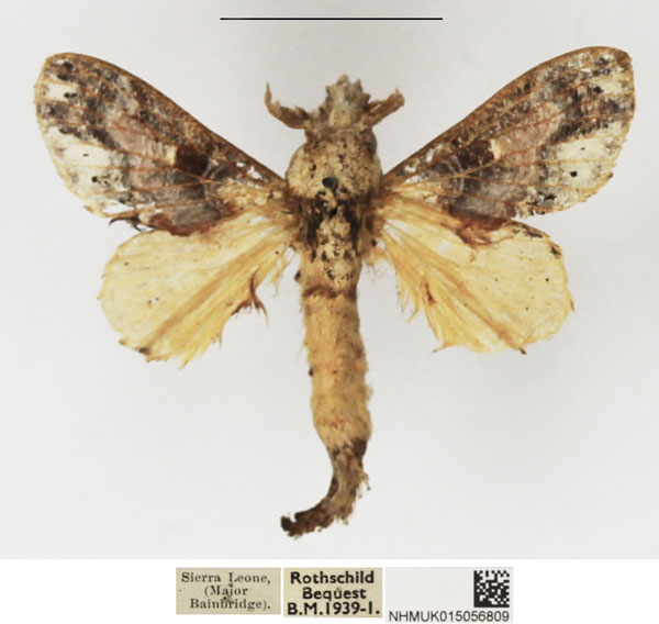 /filer/webapps/moths/media/images/M/maculata_Odontocheilopteryx_AM_NHMUK_01.jpg