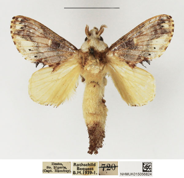 /filer/webapps/moths/media/images/M/maculata_Odontocheilopteryx_AM_NHMUK_02.jpg