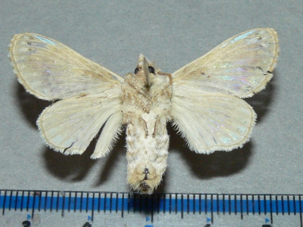 /filer/webapps/moths/media/images/M/maculata_Odontocheilopteryx_A_Goffb_01.JPG