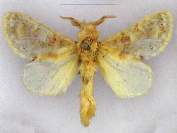/filer/webapps/moths/media/images/M/maculata_Odontocheilopteryx_LT_MfN.jpg
