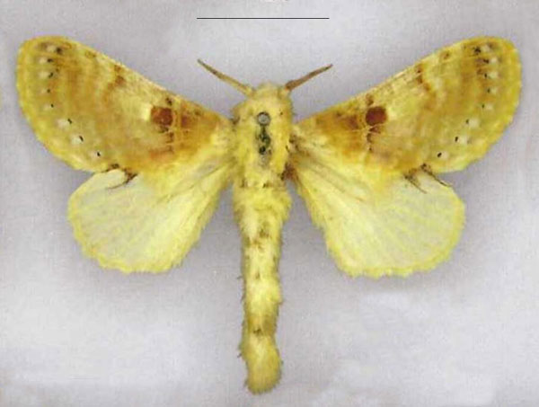 /filer/webapps/moths/media/images/M/maculata_Odontocheilopteryx_PLT_MfN.jpg