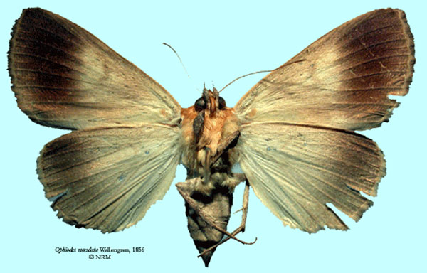 /filer/webapps/moths/media/images/M/maculata_Ophiodes_HT_SNHM_02.jpg