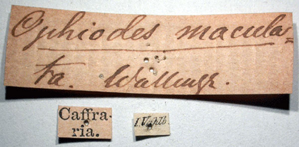 /filer/webapps/moths/media/images/M/maculata_Ophiodes_HT_SNHMl.jpg