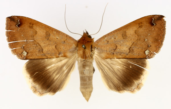 /filer/webapps/moths/media/images/M/maculata_Ophiusa_AF_TMSA_01.jpg